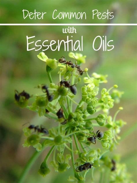 Check spelling or type a new query. Do It Yourself Pest Control with Essential Oils - Happy Mothering | Plants that repel ants ...