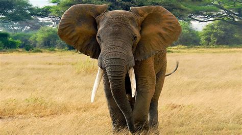 Bbc Radio 4 Last Chance For Africas Elephants