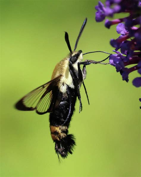Hovering Snowberry Clearwing Moth Photograph By Doris Potter Pixels