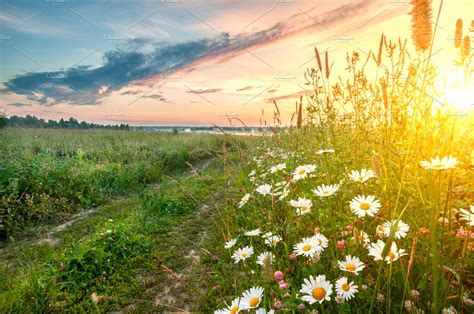 Early Morning Sunrise At Field In Summer Nature Stock Photos