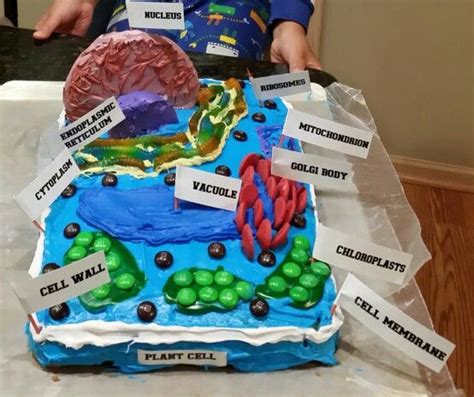 Plant Cell Cake Edible Cell Project Plant Cell Project Cell Model