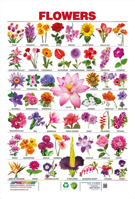 List Of Flower Names And Idioms With Flowers Myenglishteachereu Blog
