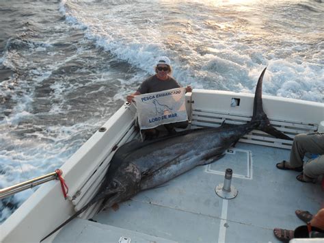 Correos De Lobo De Mar Últimos Lugares Para Tu Salida De Pesca En Ecuador