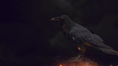 Hd Crows Background Pixelstalknet