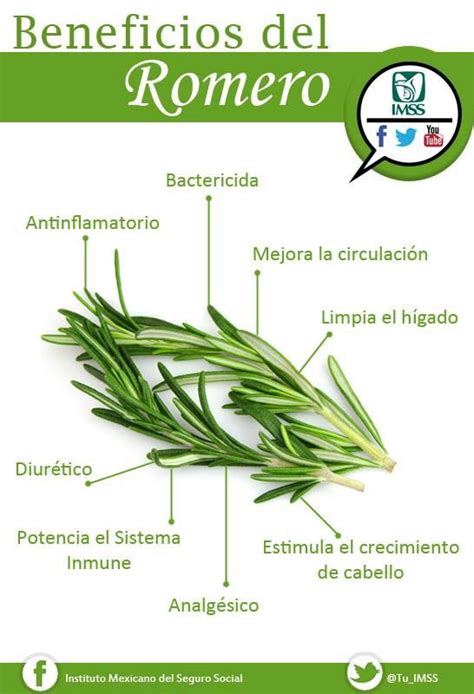 Beneficios del Romero Beneficios del romero Guía de nutrición Hierbas