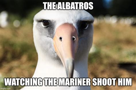 Albatross Memes And S Imgflip