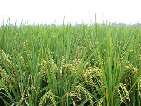 Free Images Rice Agricultural Fields Paddy Field Green Sweet