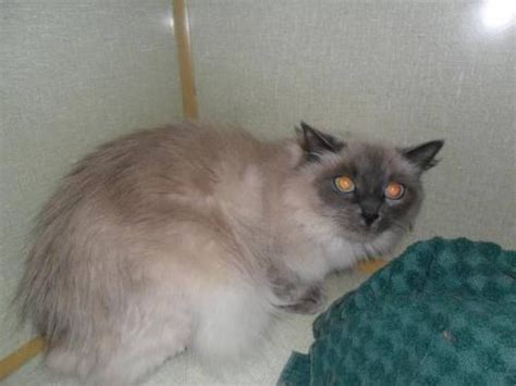 I did some research to see if siamese make sure they are spayed or neutered, or if they are female, breeding also helps temperament. Adult Female Cat - Himalayan Siamese: "Cleo" for sale in ...