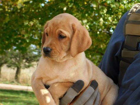 Labrador Retriever Puppies For Sale | Sheridan, MI #247555