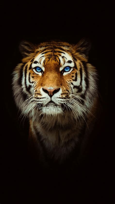 Tiger Photo Wallpapers Wallpaper Cave