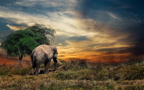 Wallpapers in ultra hd 4k 3840x2160, 8k 7680x4320 and 1920x1080 high definition resolutions. Elephant 4K Wallpaper | HD Wallpaper Background