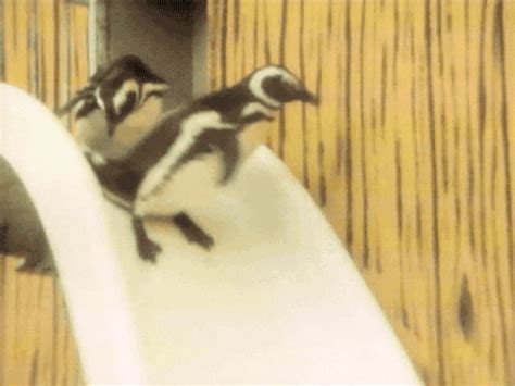 Penguin Slap Fight Tag Primo