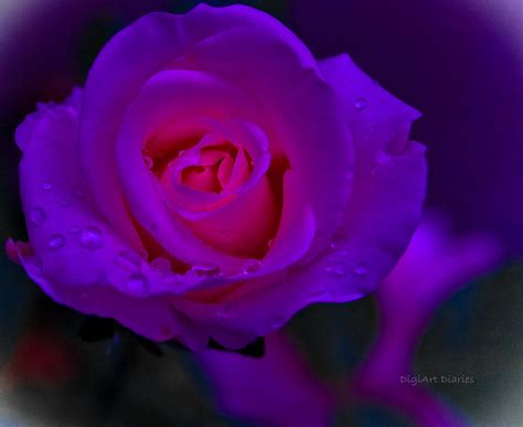 Pink Neon Rose Photograph By Digiart Diaries By Vicky B Fuller Fine