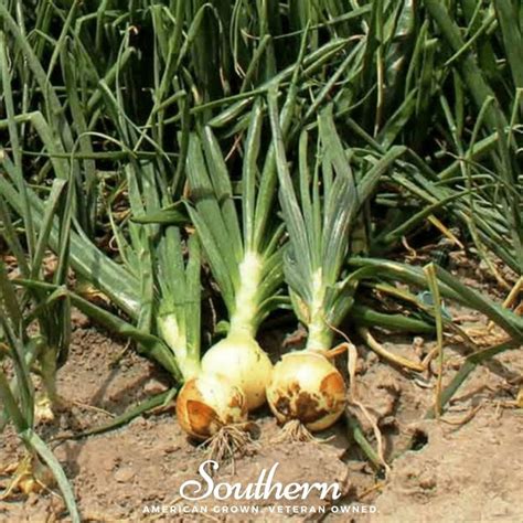 Onion Spanish Yellow Sweet Allium Cepa 200 Seeds Southern Seed
