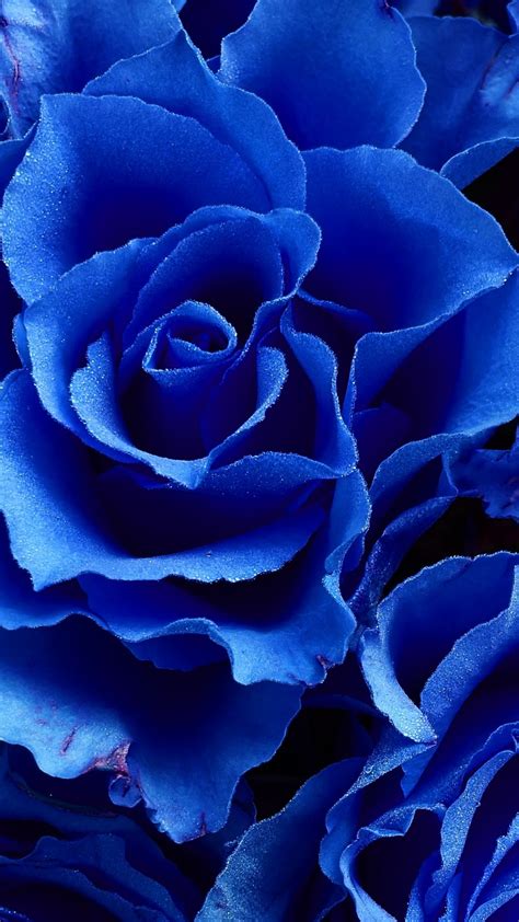 Blue Rose Flowers Close Up Wallpaper Blue Flower