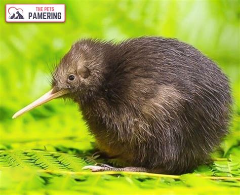 How Big Is A Baby Kiwi Bird All The Fact You Need To Know Happy Pet
