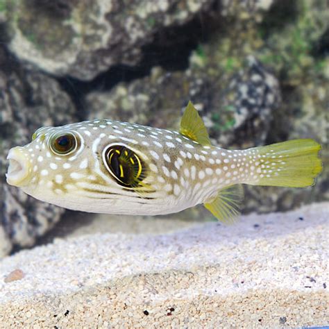 Stars And Stripes Puffer Arothron Hispidus Saltwater Aquarium Fish For