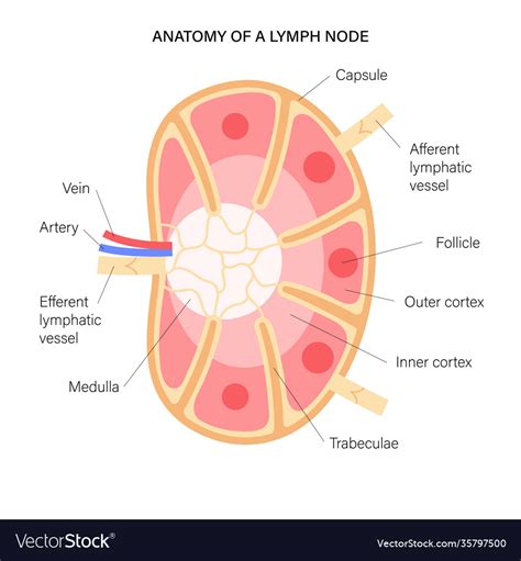 Lymph Node Anatomy Royalty Free Vector Image Vectorstock