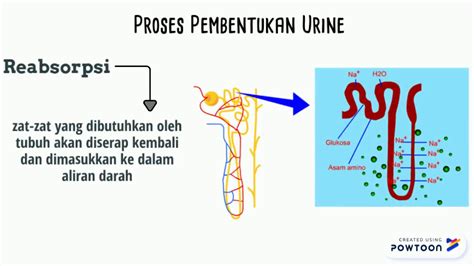 Proses Pembentukan Urine YouTube