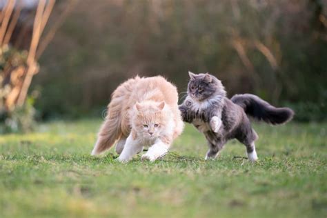 705 Cats Running Outdoors Stock Photos Free And Royalty Free Stock