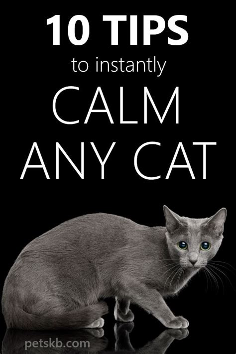 10 Tips To Instantly Calm Any Cat Cat Care Cat Parenting Cats