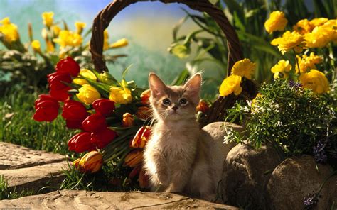 Beautiful Kitten Flowers Wallpaper Nature And Landscape Wallpaper