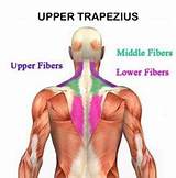 Pictures of Upper Trapezius Muscle Exercises