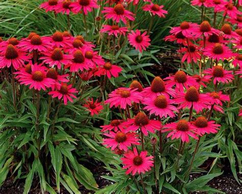 Select from an extensive offering of perennials that thrive in full sun. 10 Easy Perennials for the Water Wise Gardener ...
