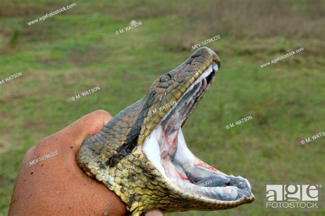 Green Anaconda Close Up Of Head Open Mouth Eunectes Murinus Stock