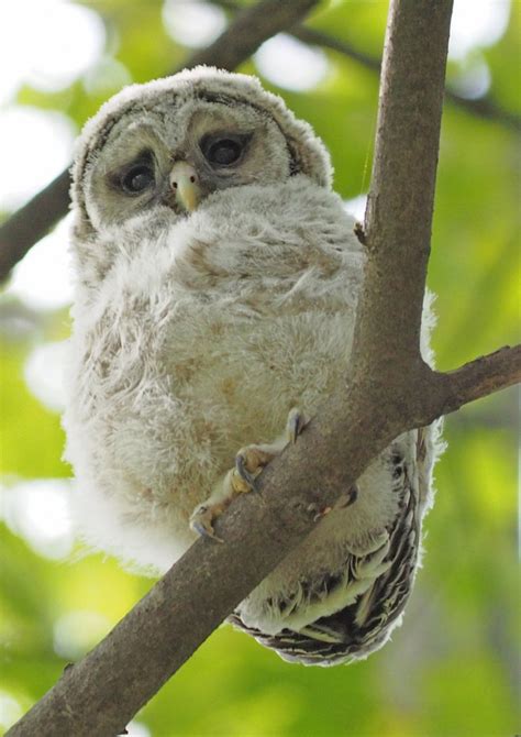 Barred Owls Nesting At Clark Lake