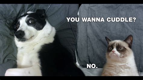 🔥 Free Download Cuddle No Grumpy Cat Meme Hd Desktop Wallpaper Jikoblog