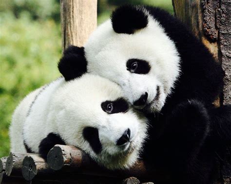 Pandas Hug Cute Animals Animals Wild Fluffy Animals