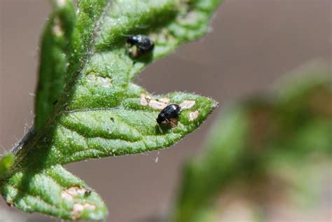 Flea Beetles On Tomato Plants The Garden Of Eaden