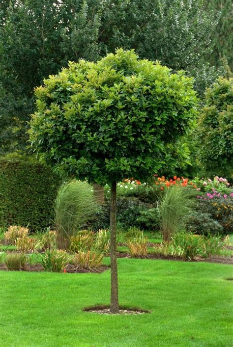 Für den vorgarten eignet sich jeder baum, der nicht zu wuchtig wächst. 4 schattenspendende Baumarten für kleine Gärten in 2020 ...