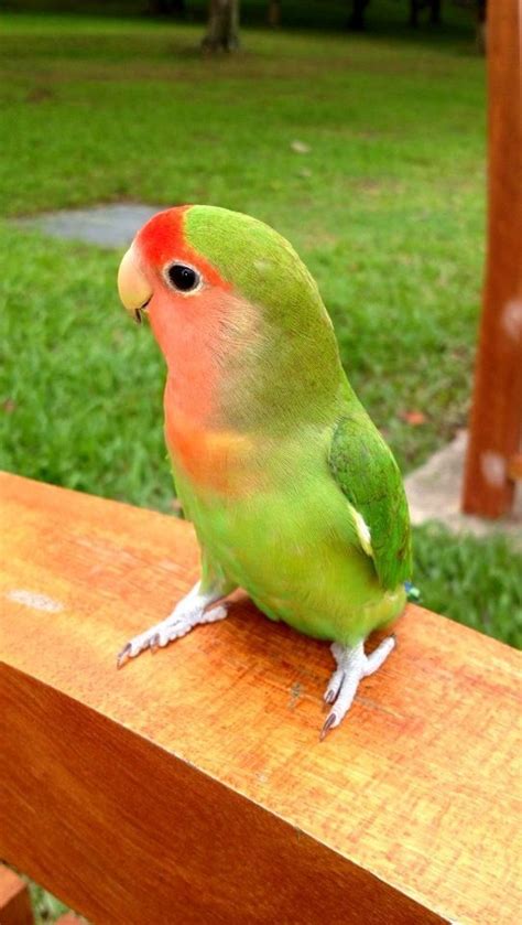 Peach Faced Lovebird I Want One For Christmas But Probably Wont Get It