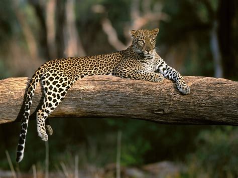 壁纸 草 坐着 野生动物 大猫 捷豹 猎豹 动物群 1600x1200像素 猫像哺乳动物 鼻子 食肉动物 生物