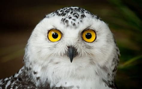 Owl Bird Head Eyes Wallpapers Hd Desktop And Mobile Backgrounds