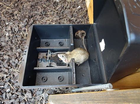 Call for a free quote. Pest Control For Rats, Mice, and Rodents