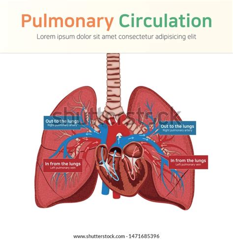 Pulmonary Circulation Blood Circulation Vector Illustration Stock