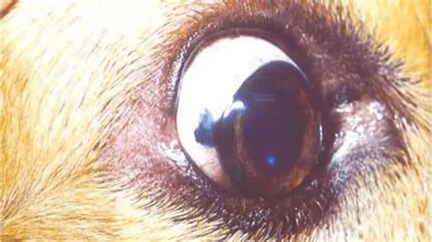 Brown Pigment In White Of Dogs Eye Is It Pigmentary Keratitis