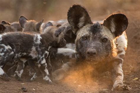 Painted Wolves 5 Facts You May Not Know Africa Geographic Wild