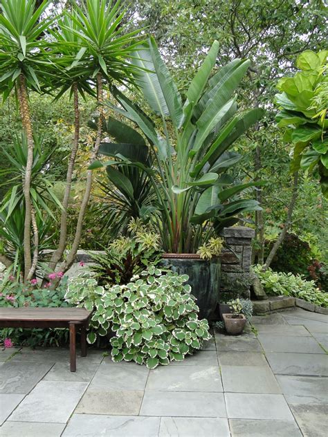 Pin By Nell Dupont On Containers Tropical Garden Design