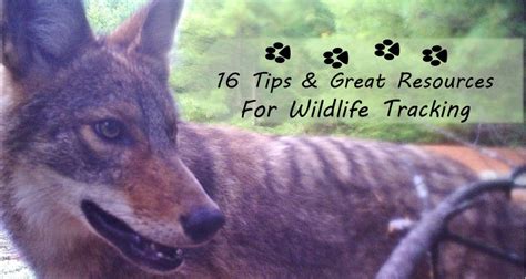How To Get Started Tracking Animals 16 Tips And Resources