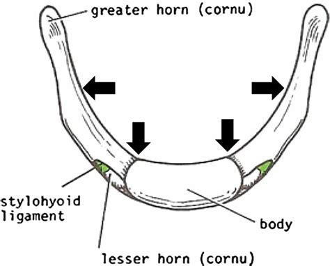Hyoid bone anatomy, location, dislocation, fracture & hyoid bone syndrome