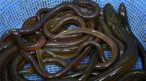 Chinese Vlogger Nearly Dies After Pushing A Live Eel In Her Vagina