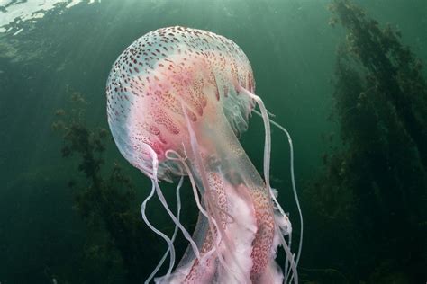Swarms Of Dangerous Jellyfish Invade Uk Waters Putting Beachgoers At
