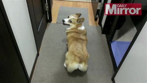 Video Twerking Corgi Gives Miley Cyrus A Run For Her Money As Dancing