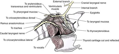 Larynx Veterian Key