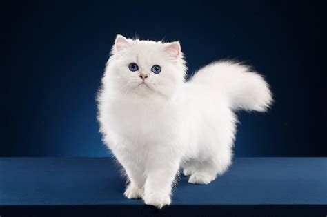 Cute White Fluffy Cat