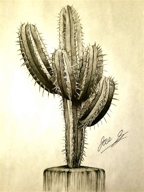 Realistic cactus 8.5 × 11. : drawing